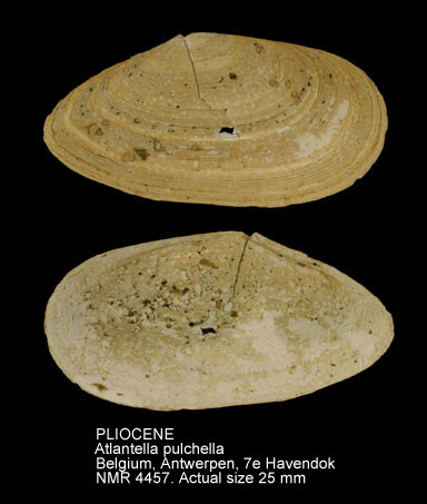 PLIOCENE Atlantella pulchella.jpg - PLIOCENE Atlantella pulchella (Lamarck,1818)